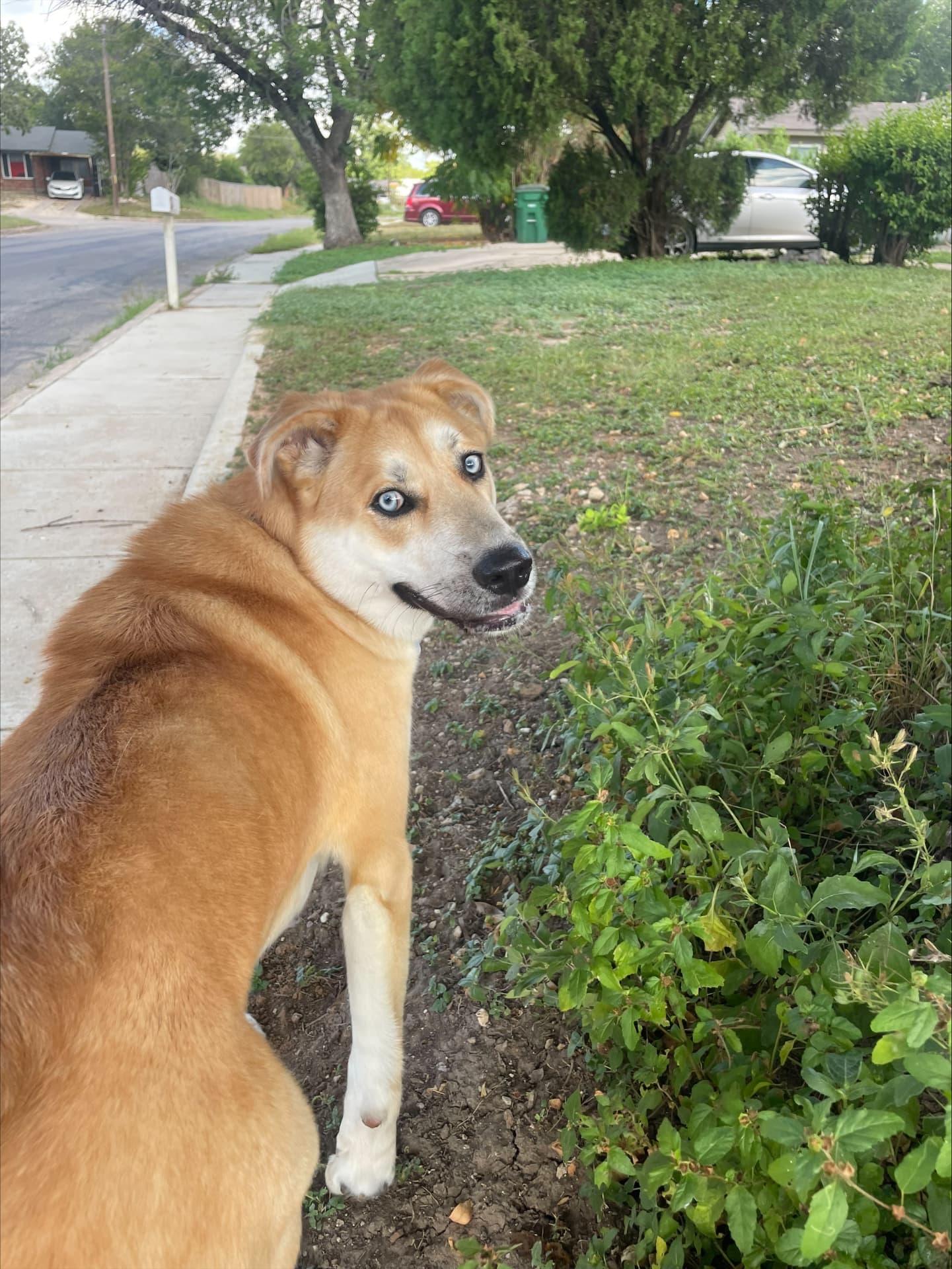 A friendly blue-eyed dog on a neighborhood walk